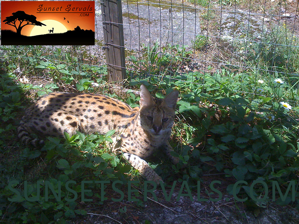 serval cat kitten available canada ontario united states worldwide savannah f1 f2 f3 f4 f5 f6 caracal